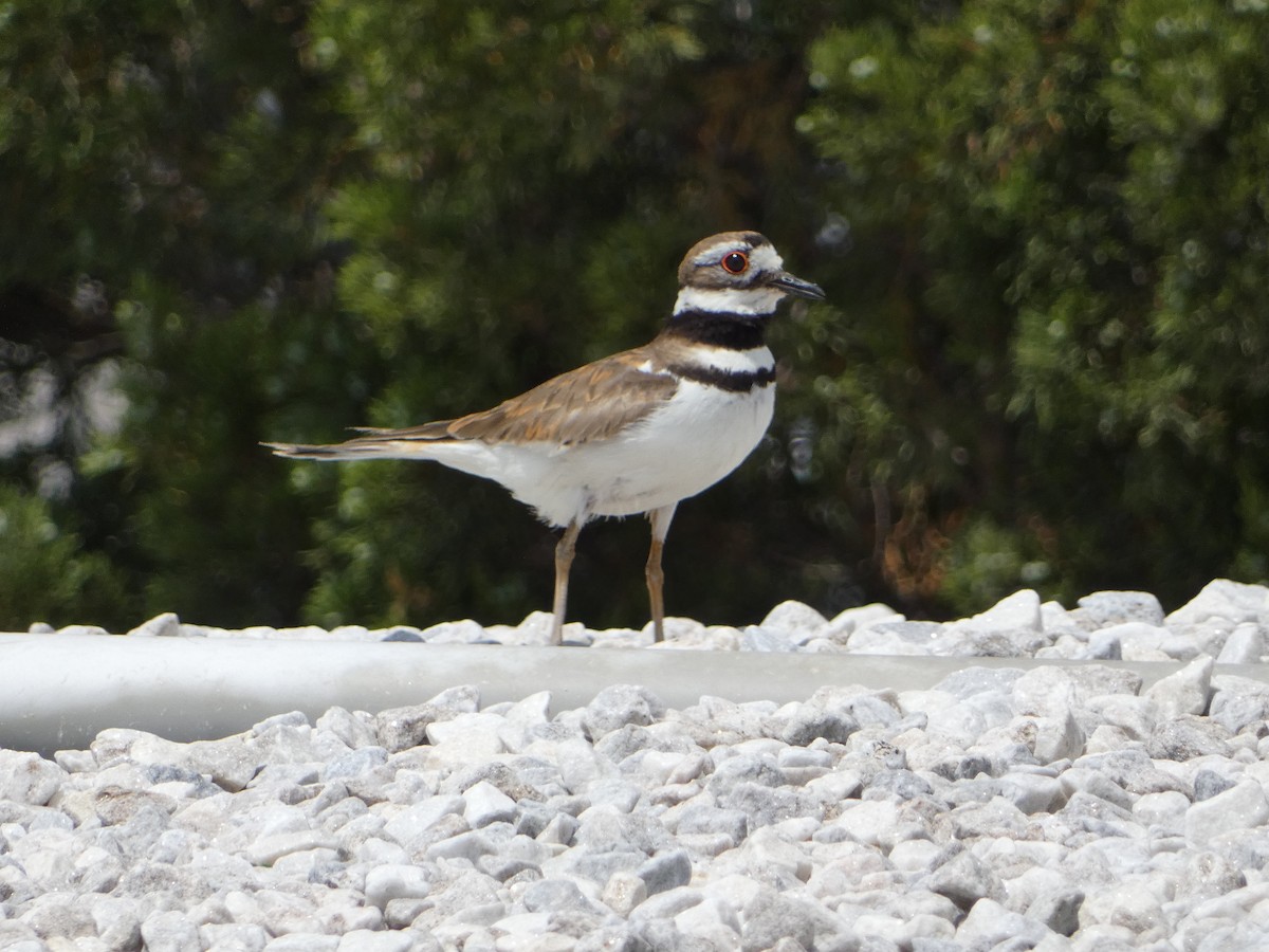 Killdeer - ML583608271