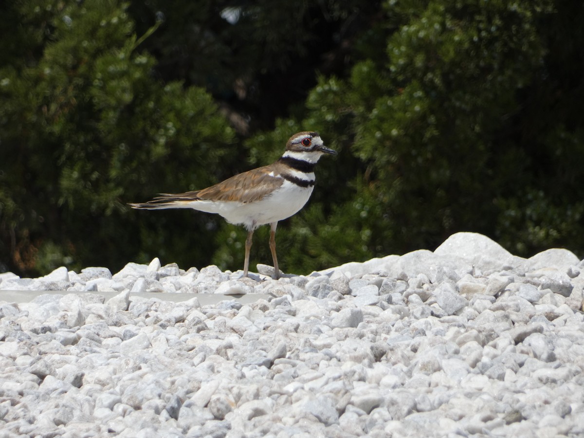 Killdeer - ML583608341