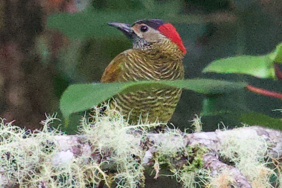 Golden-olive Woodpecker - ML583608821