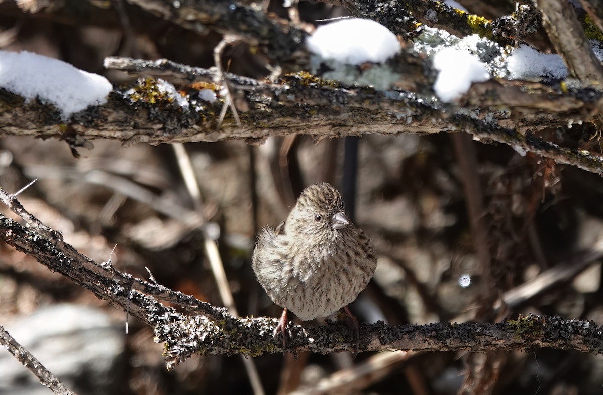 Himalayan Beautiful Rosefinch - ML583608851