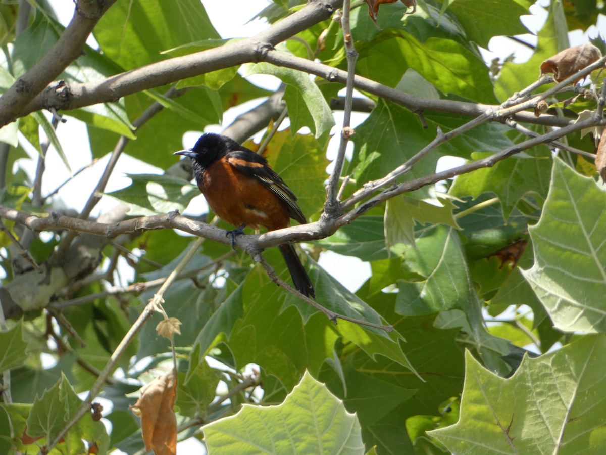 Orchard Oriole - ML583608981