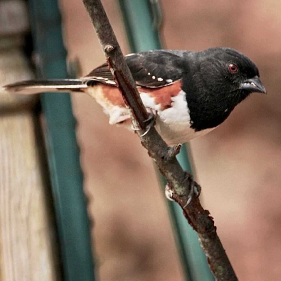 Spotted x Eastern Towhee (hybrid) - ML583609541