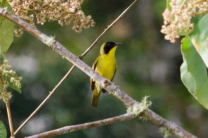 Olive-crowned Yellowthroat - ML583609671