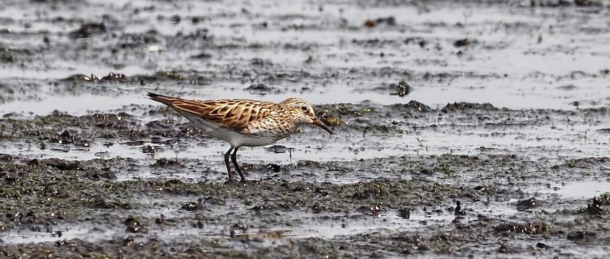 White-rumped Sandpiper - ML583611411