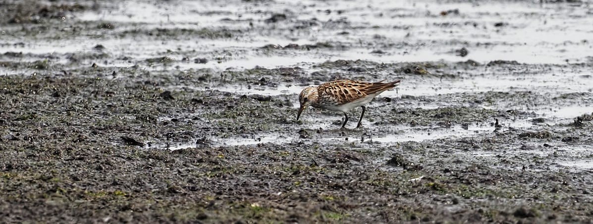 White-rumped Sandpiper - ML583611421