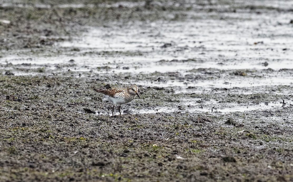 White-rumped Sandpiper - ML583611441