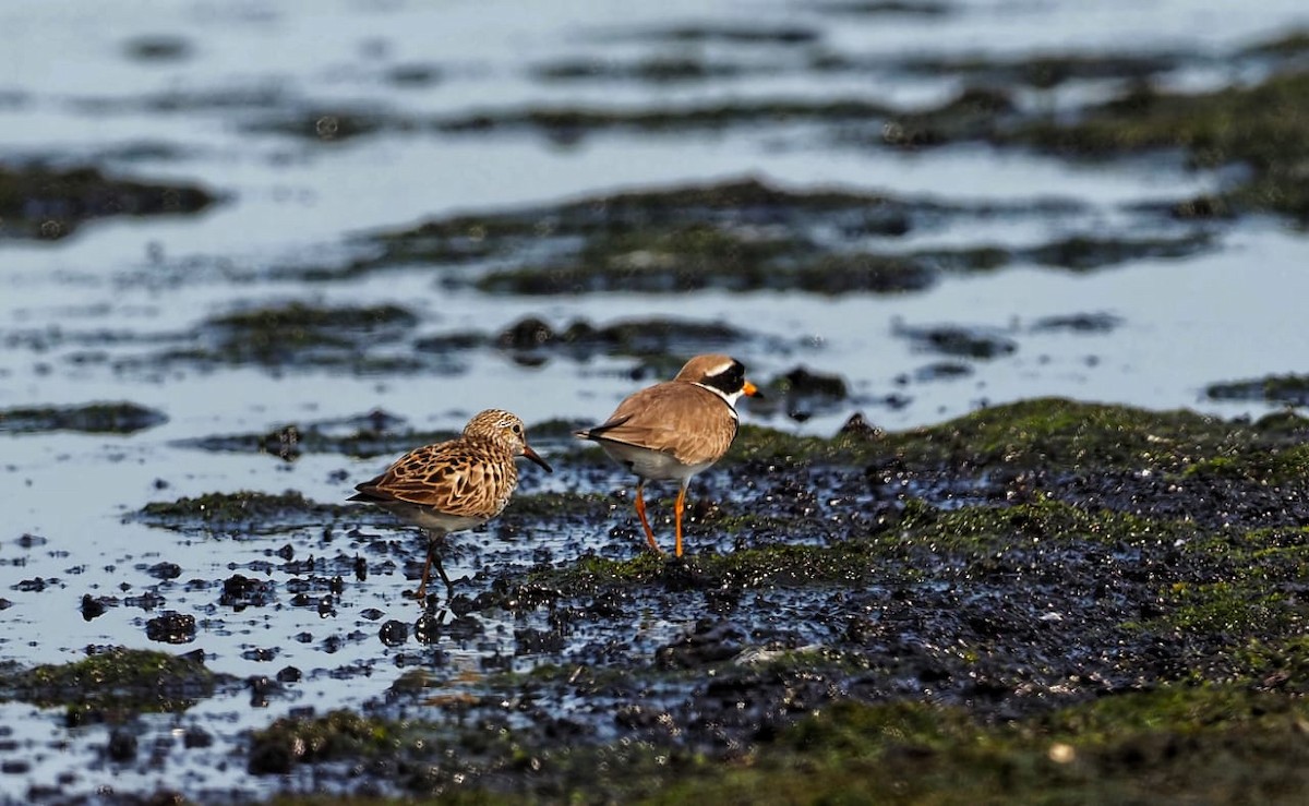 White-rumped Sandpiper - Andy Marshall