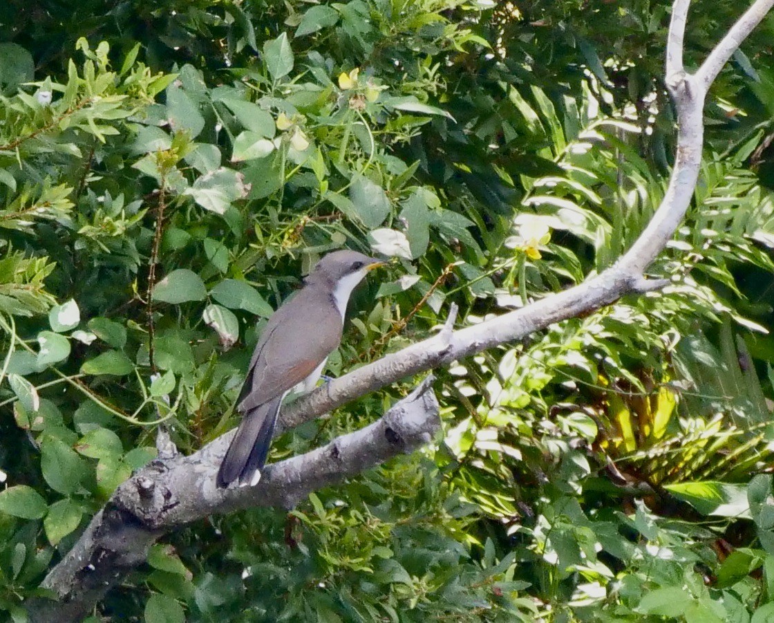 Yellow-billed Cuckoo - ML583611681