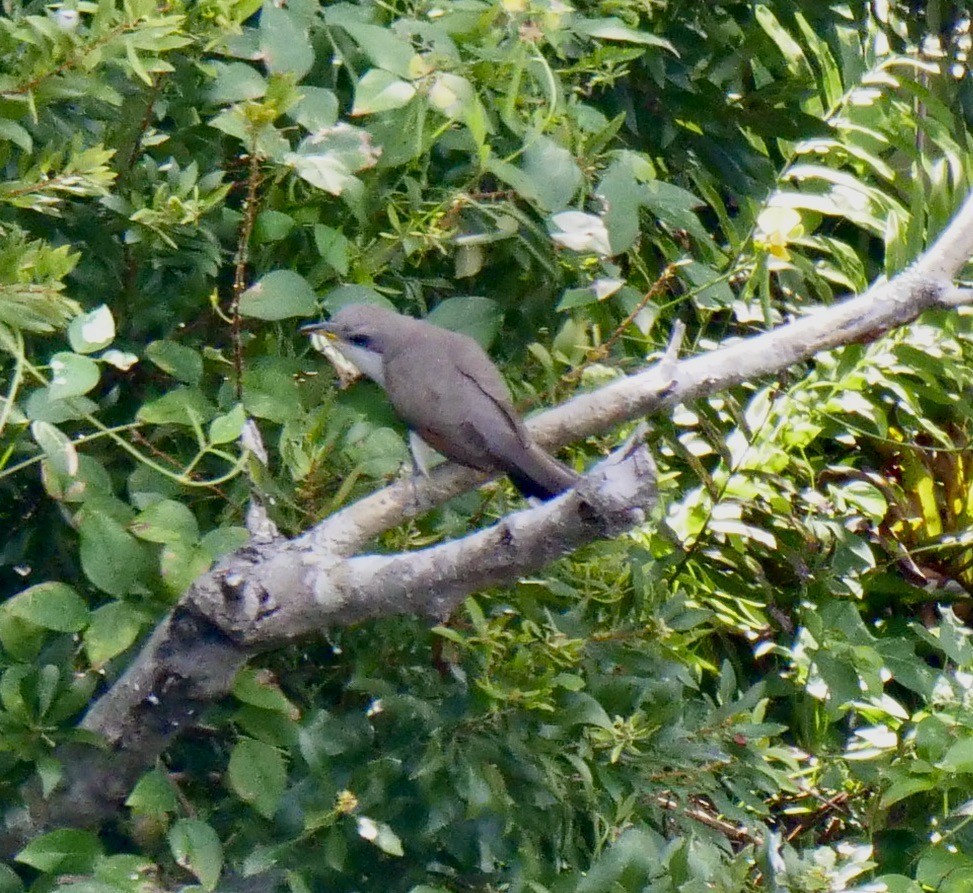 Yellow-billed Cuckoo - ML583611691