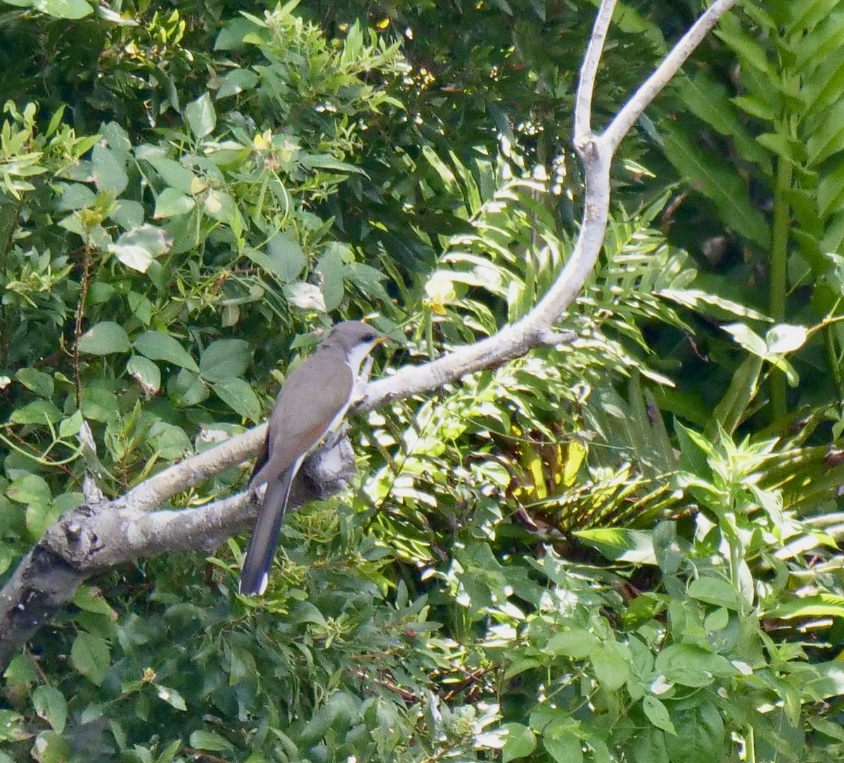 Yellow-billed Cuckoo - Lee & Mary Ann Evans