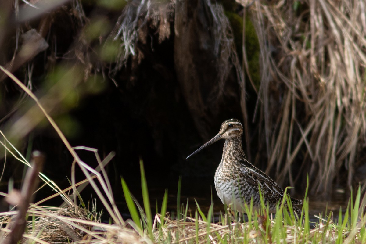 Wilson's Snipe - ML583612811