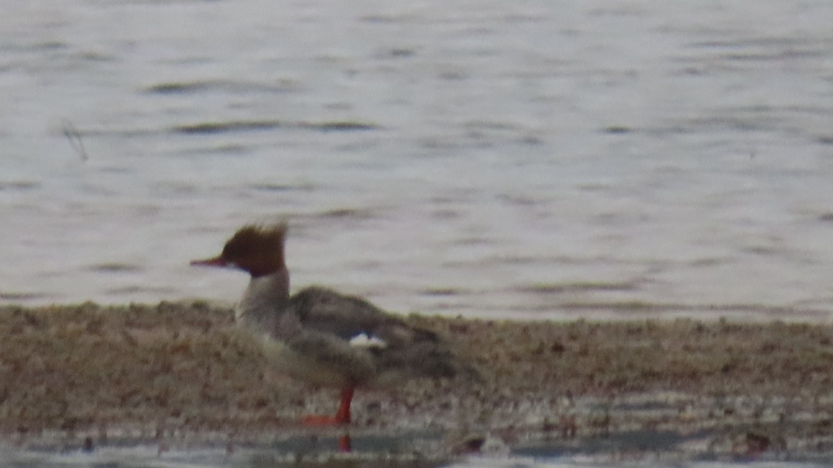 Common Merganser - Gregory Allen