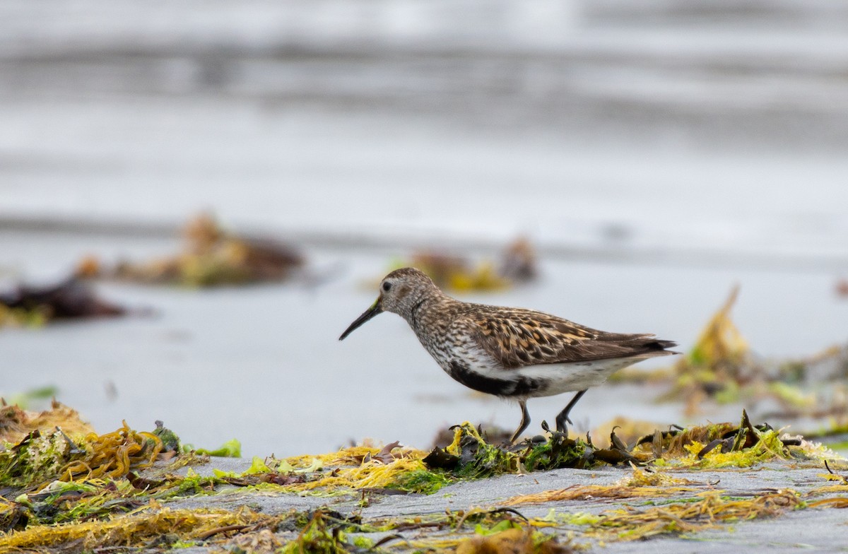 Dunlin - ML583613441