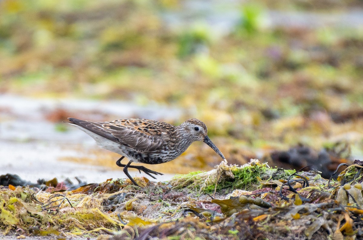 Dunlin - ML583613451