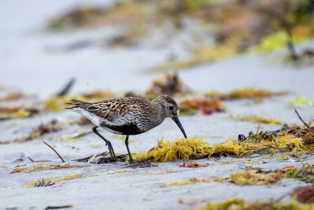 Dunlin - ML583613461