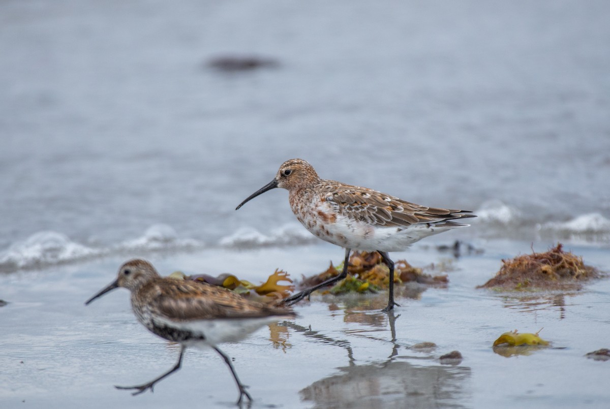 Dunlin - ML583613481