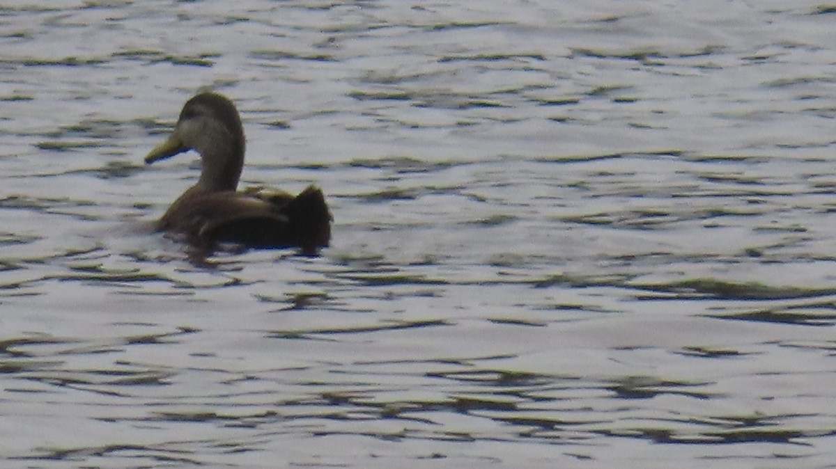 American Black Duck - ML583613691