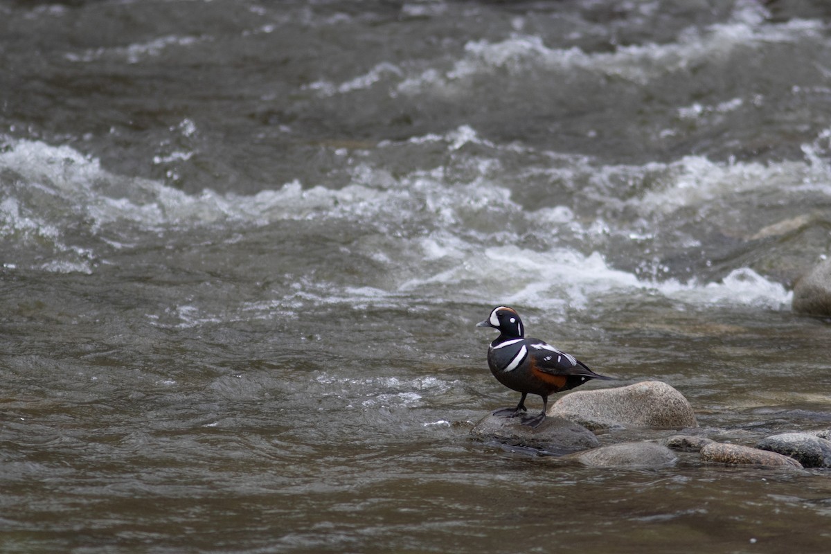 Harlequin Duck - ML583613811