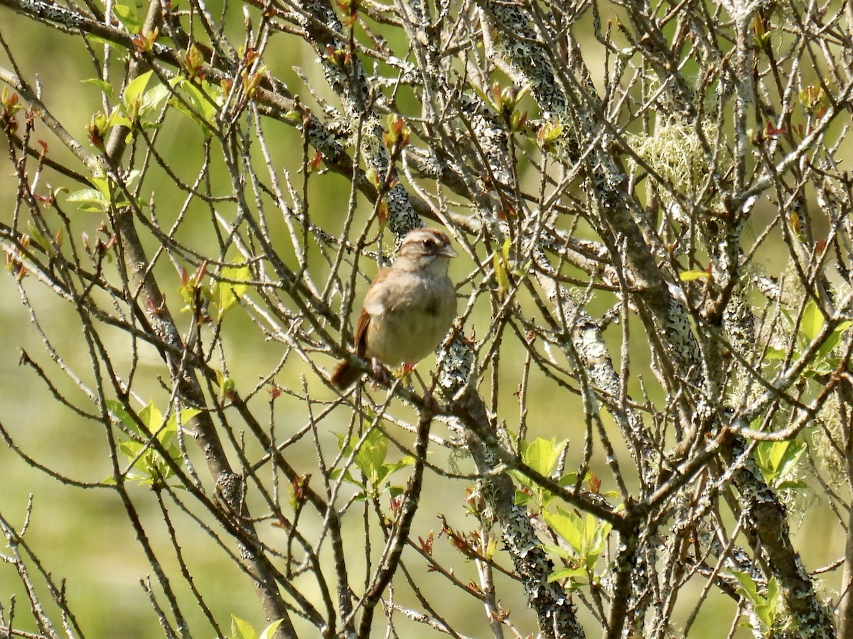 Swamp Sparrow - ML583613861