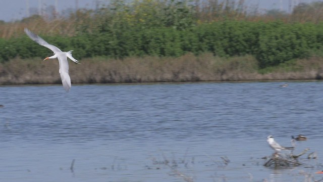 Elegant Tern - ML583614121