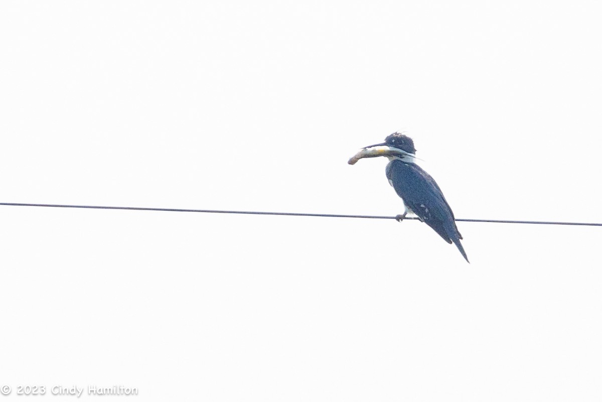 Belted Kingfisher - ML583614941