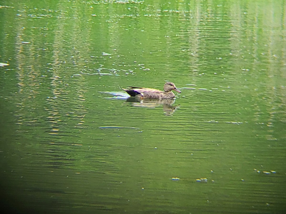 ברווז אפור - ML583615071