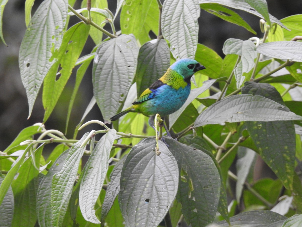 Green-headed Tanager - ML583615331