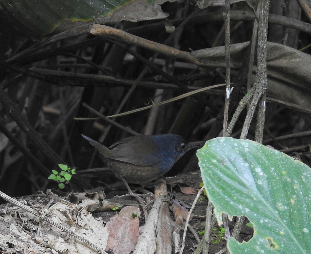 White-breasted Tapaculo - ML583615921
