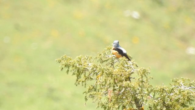 Rufous-tailed Rock-Thrush - ML583615931