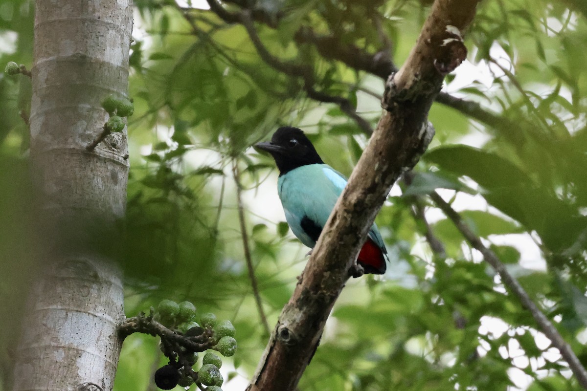 綠胸八色鳥(sordida/palawanensis) - ML583616001