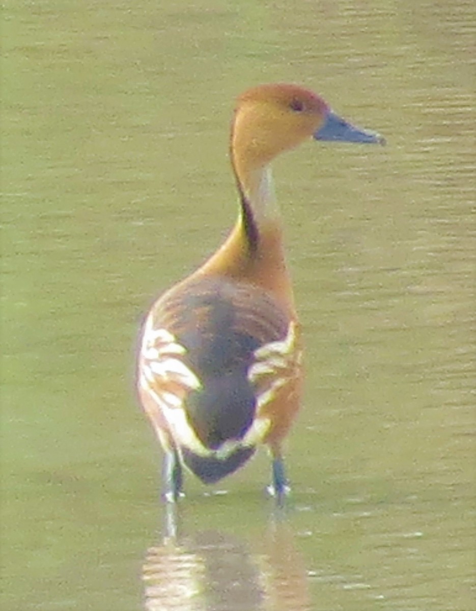 Fulvous Whistling-Duck - ML583616251
