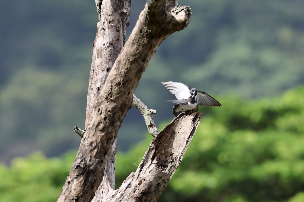 White-breasted Woodswallow - ML583616521