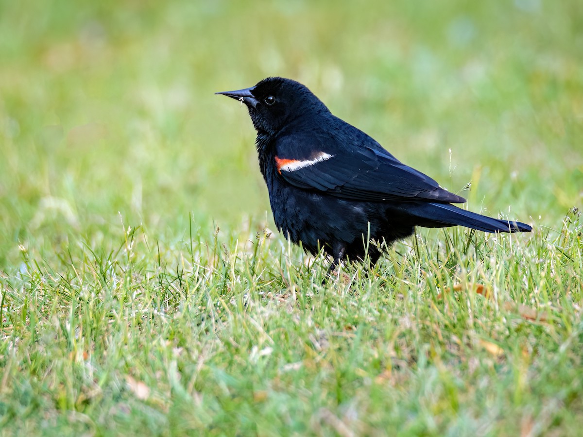 Red-winged Blackbird - ML583617361