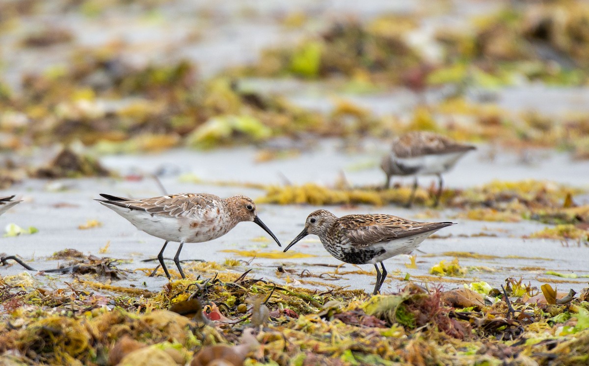 Dunlin - Herb Elliott