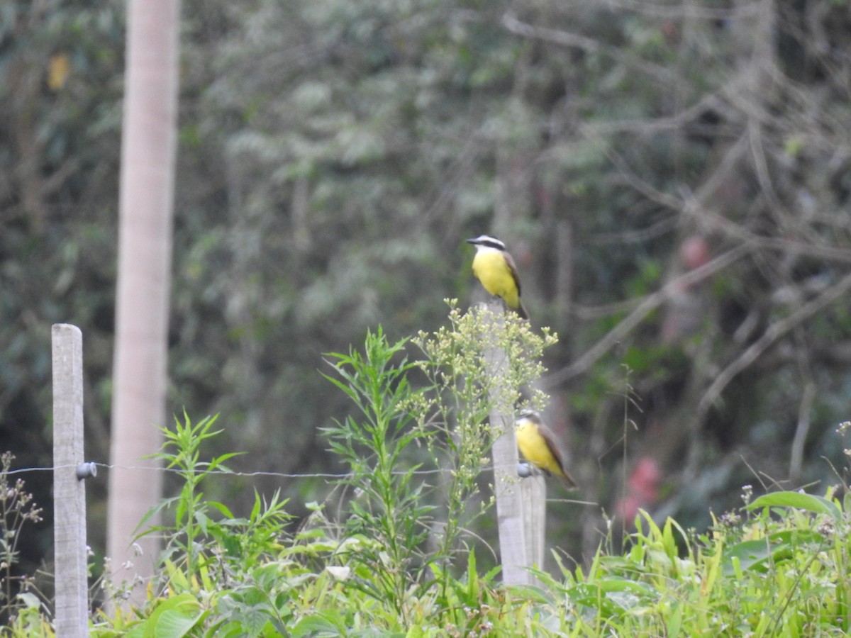 Great Kiskadee - ML583618231