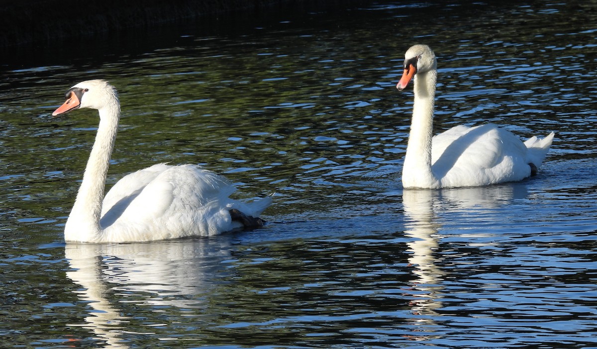 Mute Swan - ML583618661