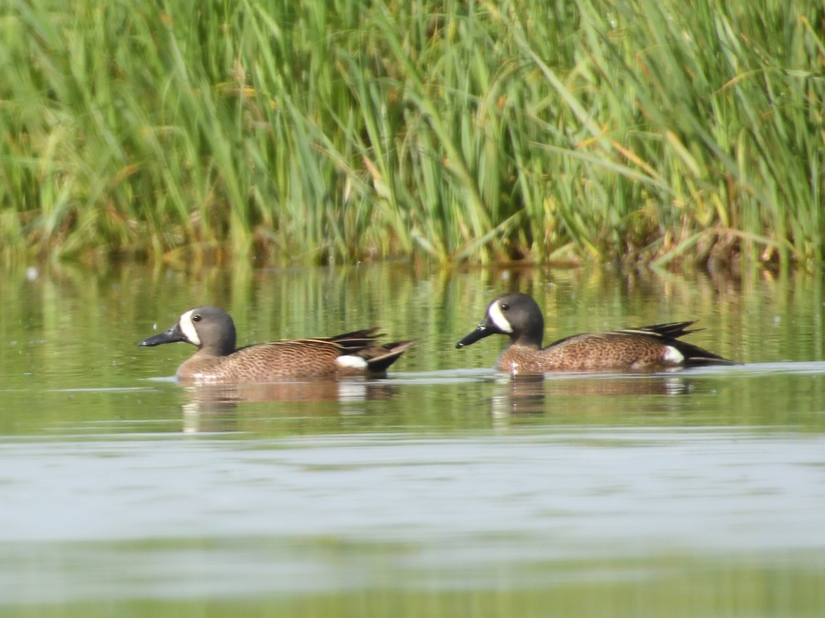 Blue-winged Teal - ML583618701