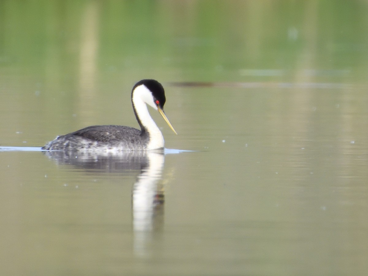 Western Grebe - ML583619271