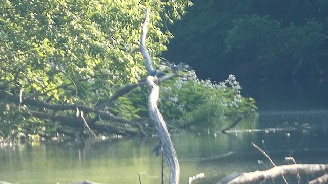 Belted Kingfisher - ML583619381