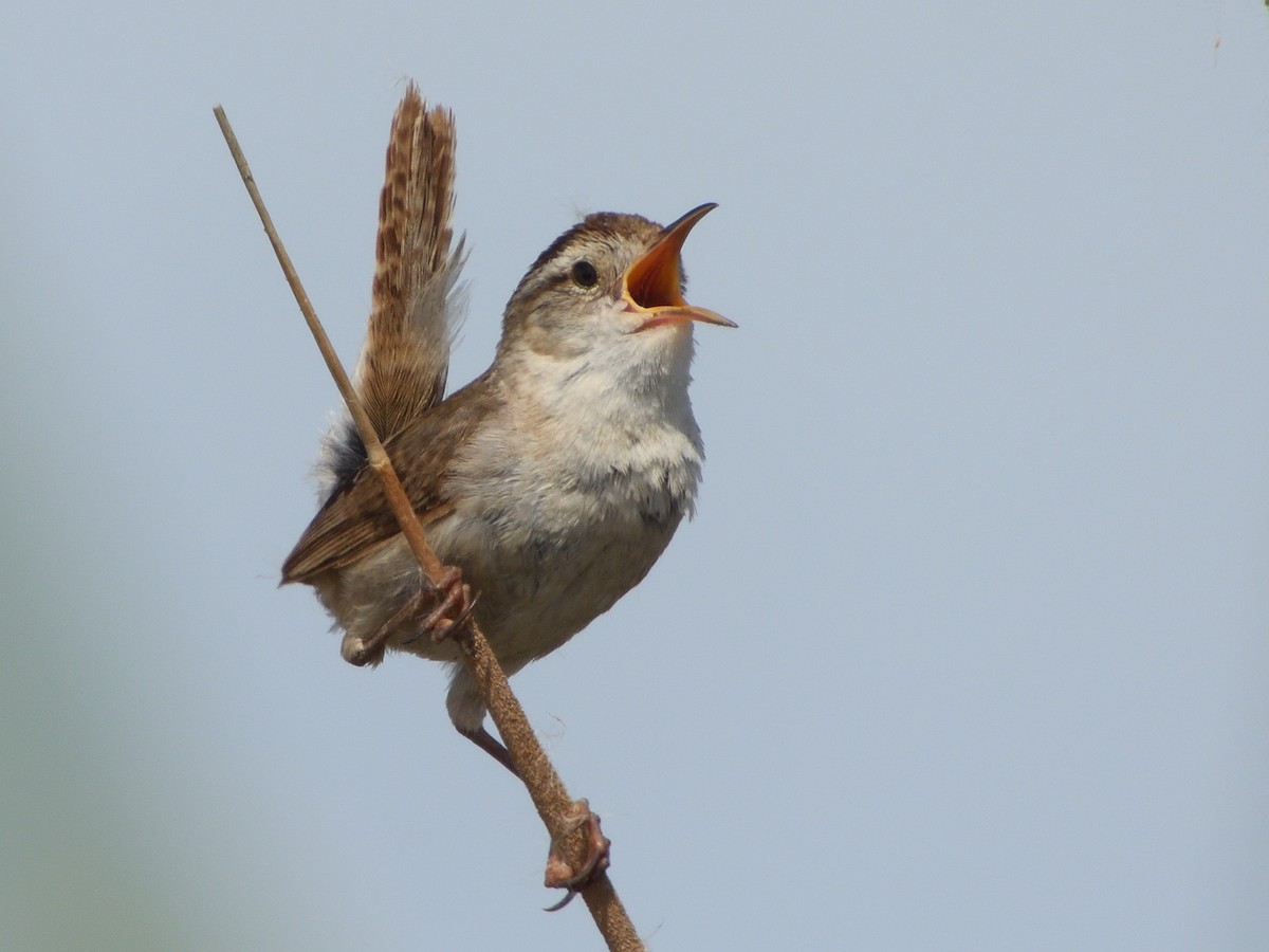 Marsh Wren - ML583620071