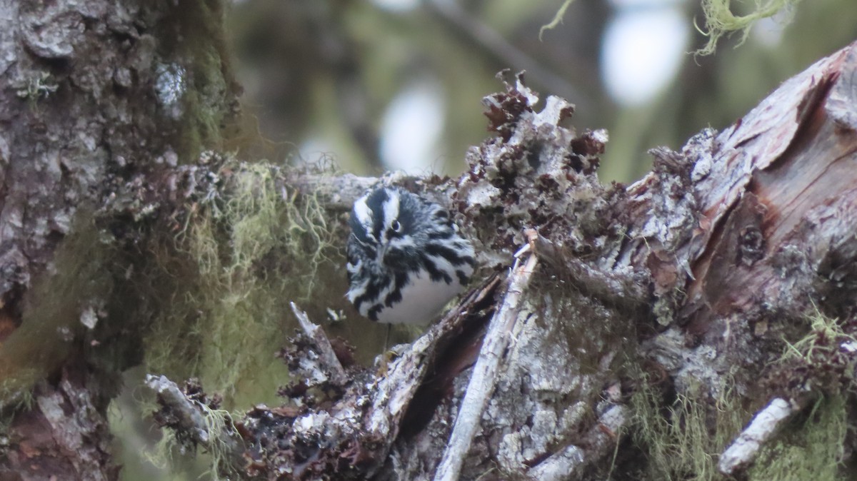 Black-and-white Warbler - Gregory Allen