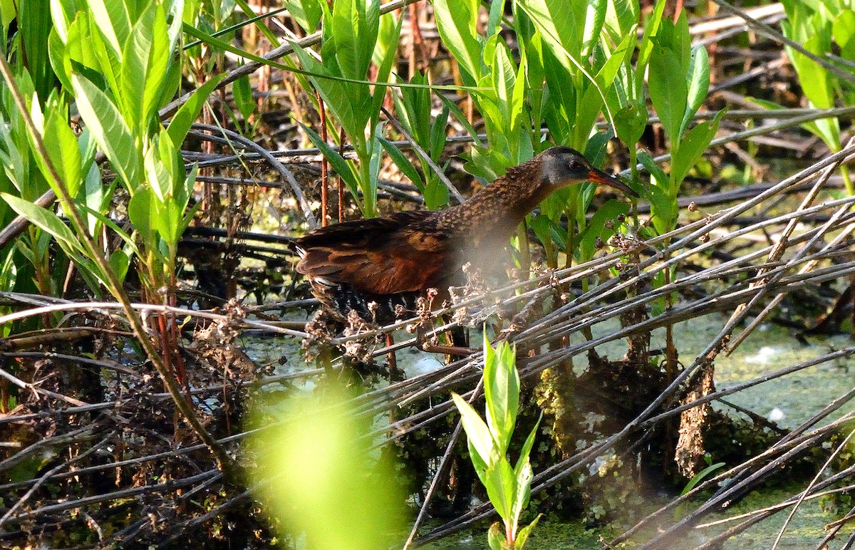 Virginia Rail - ML583621871