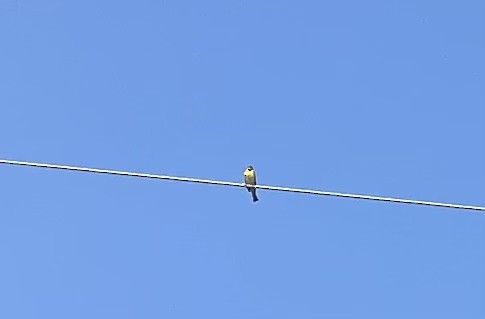Dickcissel - ML583621891