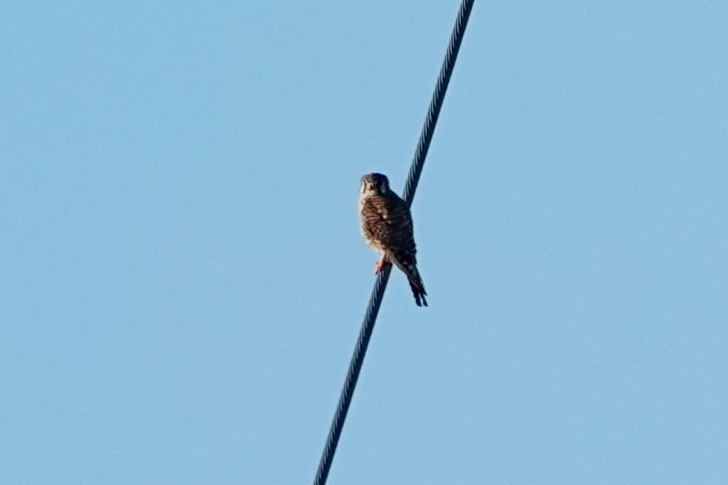 American Kestrel - ML583623551