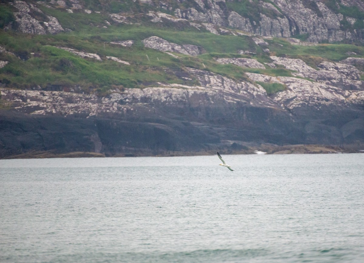 Northern Gannet - Herb Elliott