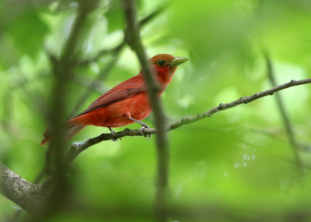 Summer Tanager - ML583626041