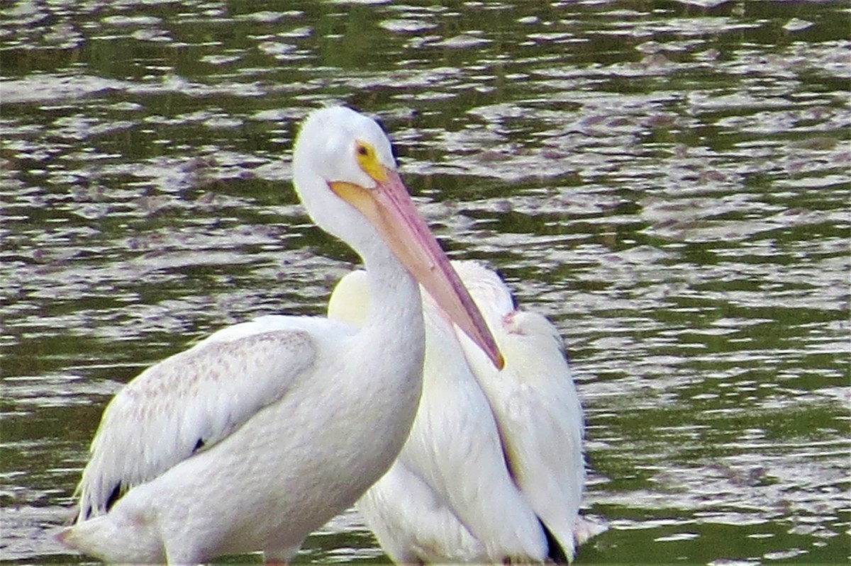 American White Pelican - ML583626441