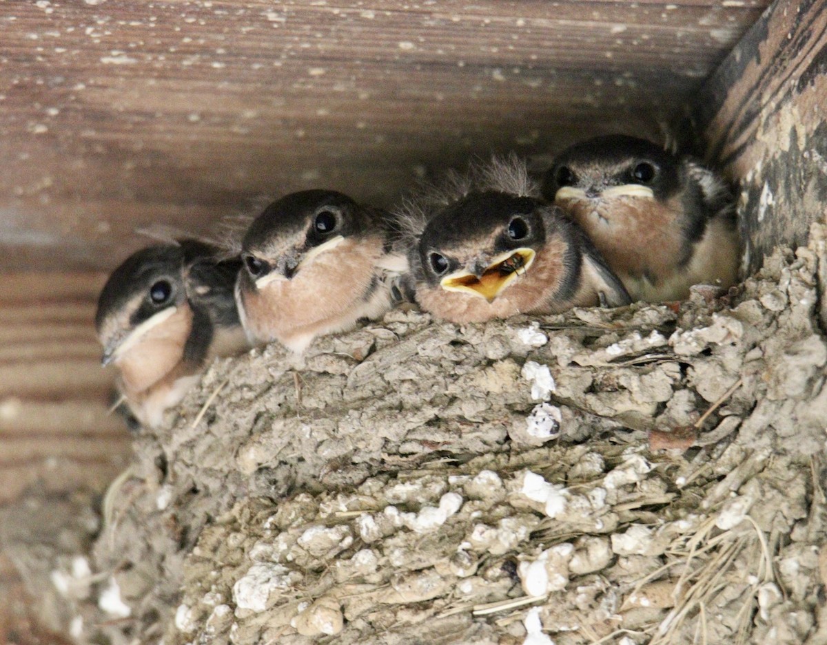 Barn Swallow - ML583626801