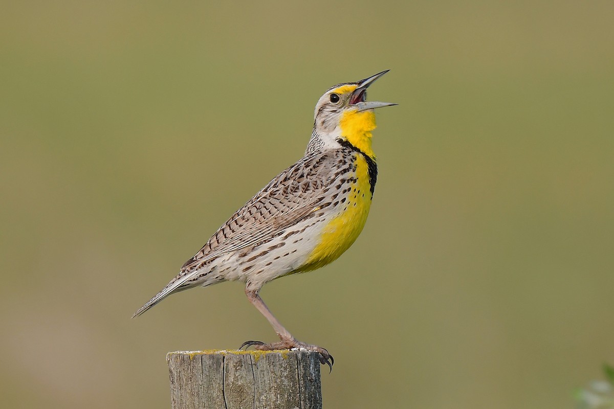 Western Meadowlark - ML583627611