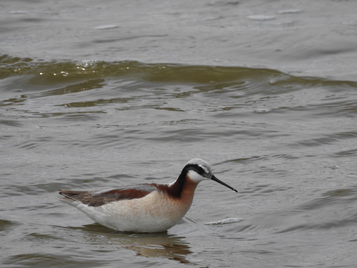 Wilson's Phalarope - Dale Heinert